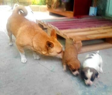 itlərə verilən adlar: 2 ay, Dişi, Ünvandan götürmə — 3