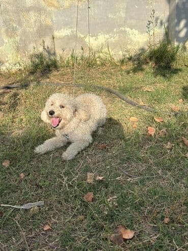 сколько стоит щенок акита ину: Пудель, 7 месяцев, Самец, С прививками, Самовывоз — 3