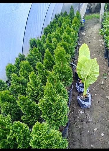 su şlanklari: Egzotik palma və dekorativ sukulent bitkiləri - Nolina (Elephant — 6