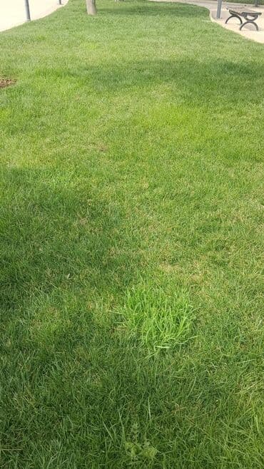 perlit qiyməti: Torf ekolayf perlitli 250 litrlik torf perlitli organik gubre torf — 28