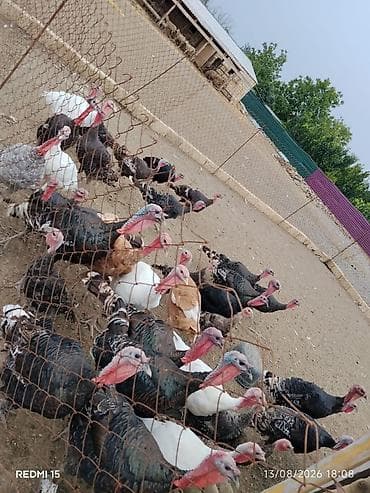 sevgi qusu: Amerkan bronz damazlig hindusqalar. 6 aylig. diri cekisi 15 azn — 1