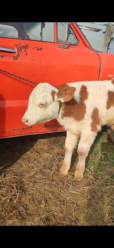 quzu şəkilləri: Satış: balaca buzov - Cins: ağ-qəhvəyi ləkəli, etlik-südlük tip. - — 4
