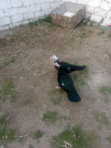 ordek: Iki dene maya satiram zümrüt son 40manat kişi 8ayliq iri heyvanardi - — 3