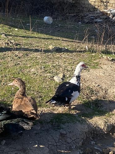 balaca quzu qiyməti: Təmiz qan zümrüd erkəy 2 ağlar 1 dişi 1 erkəy 1 dişi alapaca 4 ü cəmi — 2