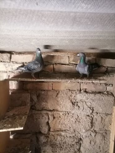 той ырлары попурри: Drakon göyərçinləri — 1