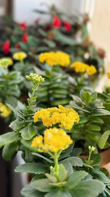 demir gul qablari: Sarı çiçəklənən Kalanxoe (Kalanchoe blossfeldiana) – saksı bitkisi - — 1