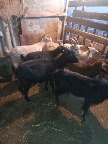 qiz it adlari: Məhsul: Qoyun-keçi təsərrüfatı üçün damazlıq/ətlik keçilər qrupu — 3