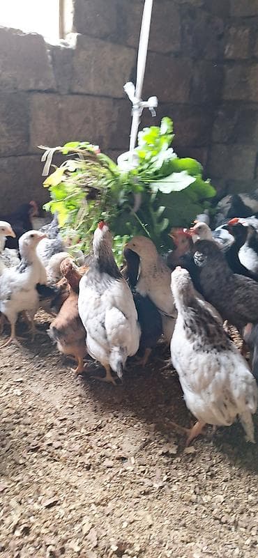 Собаки: Курица, Для разведения, Платная доставка — 3