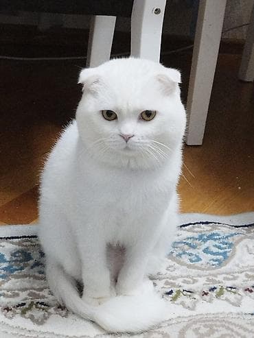 Şotland yastı qulaq