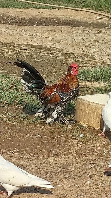 pisik gozu ucun derman: Dekorativ xoruz – fərqli lələklənmə və nadir rəng çalarları - Növ — 1