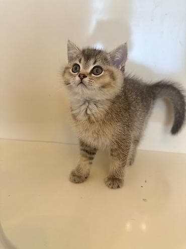 heyvalar: Şinşilla, Erkək — 2