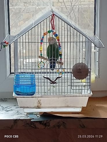 i̇ran qefesi: Quş qəfəsi və aksesuarları - Ev şəklində dizayn edilmiş metal qəfəs — 1