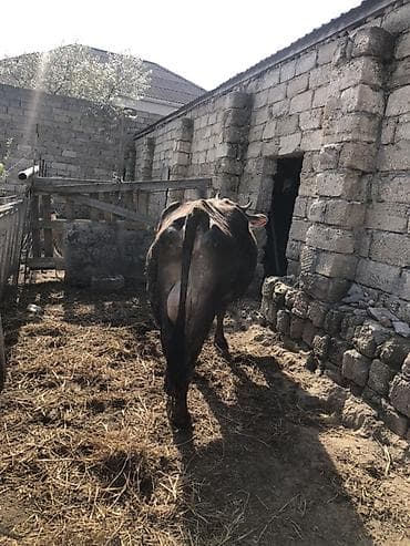 i̇nekler: Salam. İnək 4-5 qarıdı.Yelinin bir bala üçündü digər 3 yelidə 9 l süd — 6