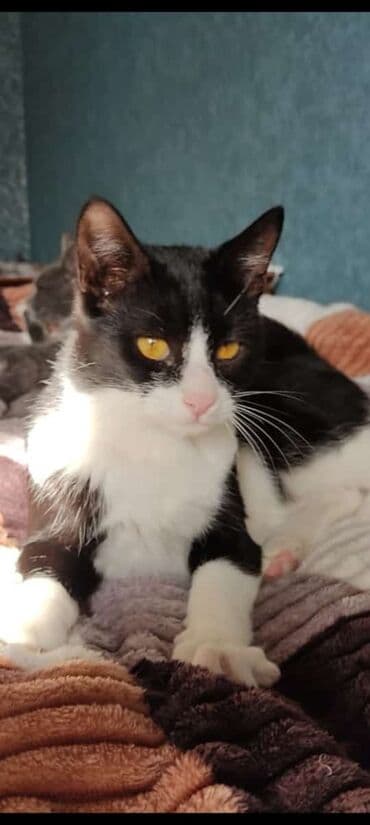 Erkək, Yaxşı əllərə