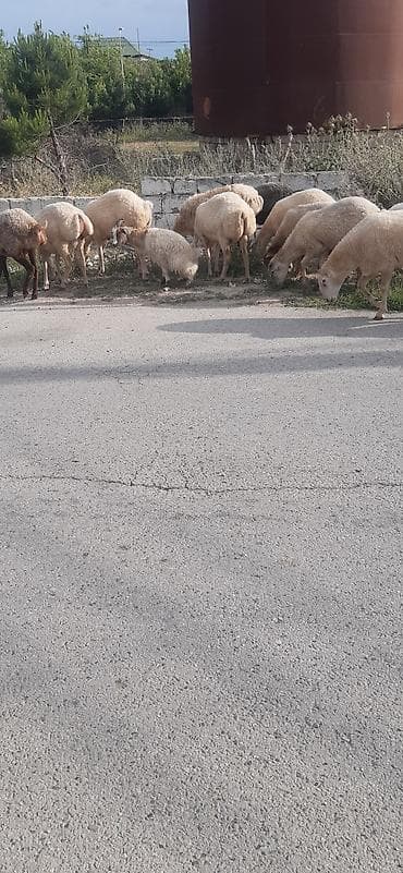 tap.az quba heyvanlar: Salam 12 qoyun 1 qoç hamısı cavan və sağlam heyvanlardı əksəriyyəti — 1