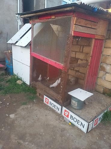 Salam bu quşxan satılır - Konstruksiya: taxta karkas, damı şiferdən