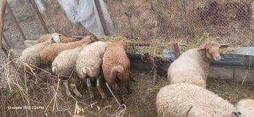 K/t heyvanları üçün mallar: Bordax quzular 3 disi 5 erkek. razilasmaq olacaq damazliq kimide — 2