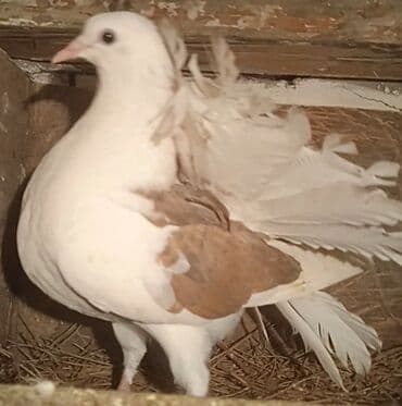 satiliq inekler: Salam pavlin maya satılır öz qusumun balasıdır 15manata — 2