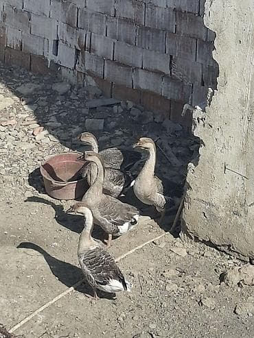 arı satışı: Salam satilir qazlar 5 ededi 2 erkey 3 disidi 2 eddede ordeydi — 3