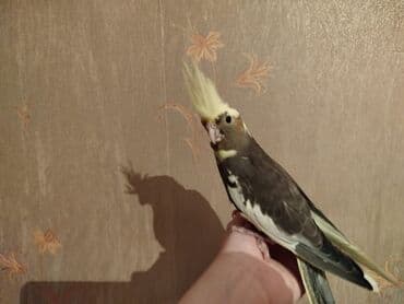 Bala korelladı. 2 aylıqdı. Dişidi .Ələ öyrənib . Aşağı yeri yoxdu