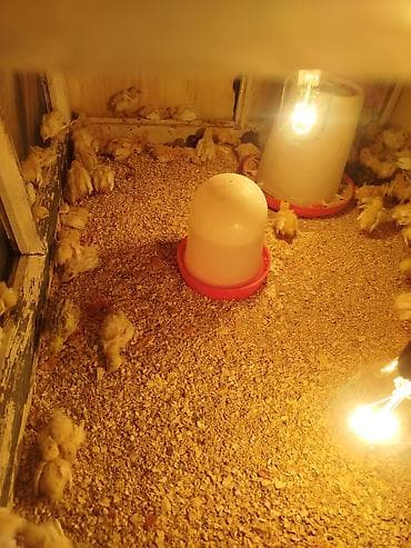 Pişiklər: Toyuq cücələri, Ətlik — 2