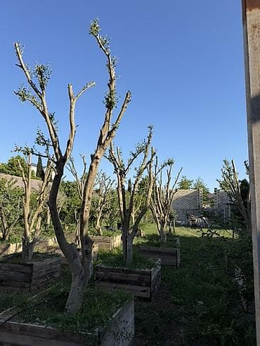 tuya ağacı: Bonsai üslubunda formalaşdırılmış zeytun ağacları - Bitki: Olea — 10