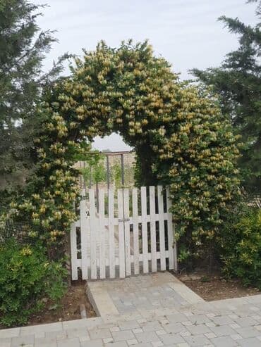 turkan kiraye heyet evleri: Bakı, Nardaran qəs., 82 kv. m, 3 otaqlı, İnternet — 1