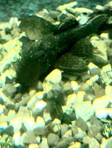 baliq unu satilir: Akvarium-şkaf, Balıqlarla birlikdə, 100 l, Ünvandan götürmə — 10