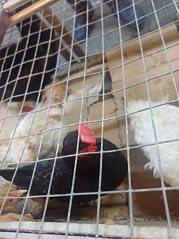 Цыплята: Курица, Для яиц — 4