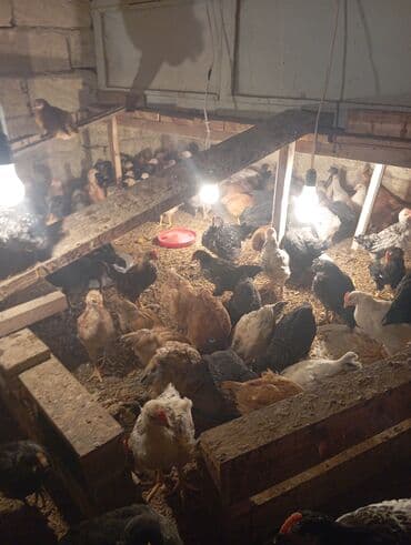 Volkswagen: Куриные цыплята, Для разведения — 3