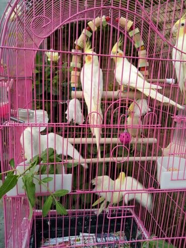 quş şekilleri: Bala var əl qusu var qiymetleri 45 Azn hamsin alana endirim tam — 4