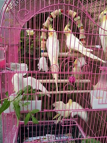 qırğı quşu: Korella əl quşu bala hazir cut kime hansi lazimdisa var sarilar 45-50 — 7