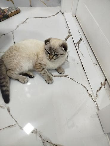 Heyvanlar üçün mallar: Sattilir — 2