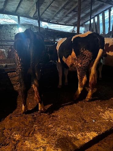 qusar inek: Salam həm damazliga hem keskiye yararlı 10-11 ayliq duyeler qiymet 2 — 2