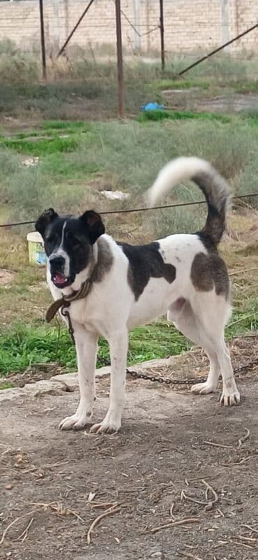 собака отдам в хорошие руки: Гурдбасар, 1 год, Самец, С прививками, Платная доставка — 2