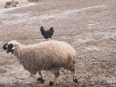 Рогатый скот: Dişi quzu satılır — 4