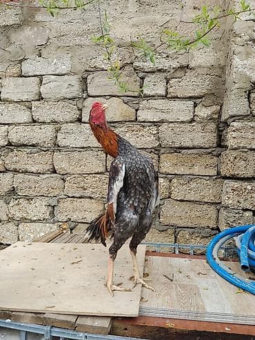 qara ayaqli dag xoruzu: Temiz Qan Heyvandir 8ayliq Teze Banlamaga Baslayiv — 1