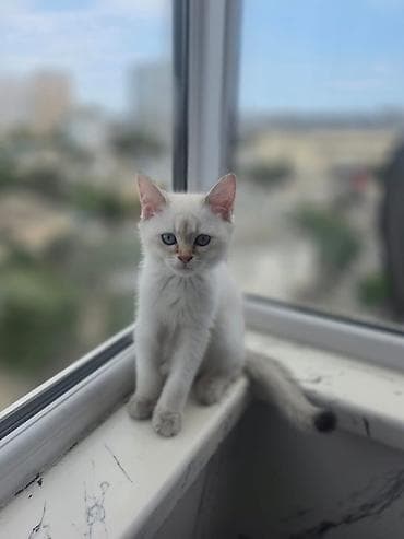 anqor pisik: Silver şınşıla — 4