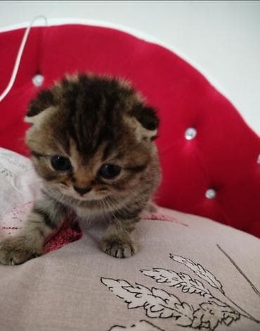 itlerin satisi 2021: Şotland, Ödənişli çatdırılma — 1