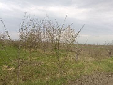 xacmaz rayonu qusarcay kendi: Kənd təsərrüfatı — 8