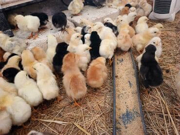 cucələr: Toyuq cücələri, Ətlik — 4