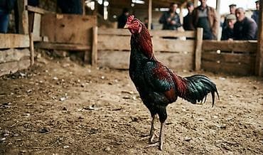 dovşan haqqında məlumat: Xoruz, Heyratı, il: 1, Ünvandan götürmə — 1