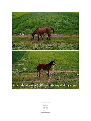 satıq at: Ana-bala at satılır. - Ana at və quzu (tay) birlikdə. - Otlaqda — 1