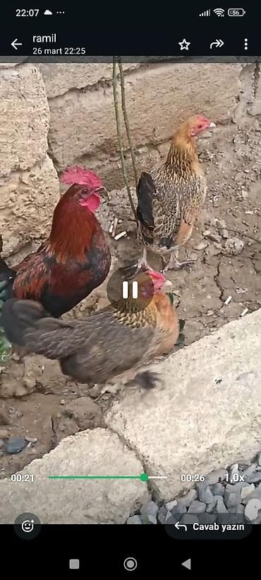 yaponka toyuqlarin satisi: Yaponka toyuqlarının yumurtası satılır.Mayali yumurtalardi.Yumurtanin — 2