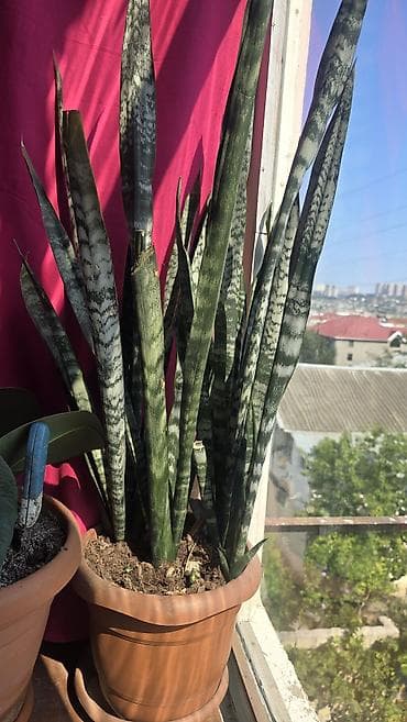 otaq bitkisi: Bitki: Sansevieria trifasciata (Qayın diləyi, “Snake Plant”) Tip — 3