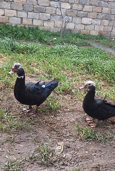 5- 6 aylıq Lal ördekler .bir fere bir xoruz çütü 65 manat