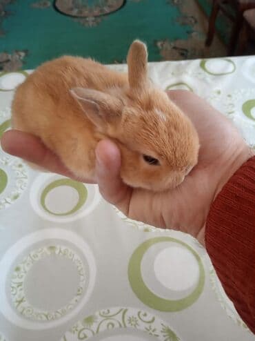 Gəmiricilər: Ev dovşanı balaları satılır. Karlik(cırtdan) cinsi. Sağlam və — 2
