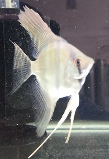 Balıqlar: Mələk balığı (skalyari), Sülhsevər — 1