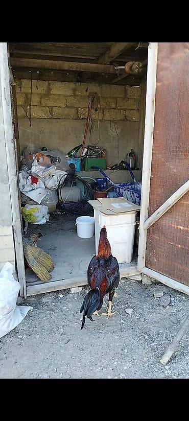 kanqal satilir: Salam temiz qan türk cinsi heyratı xoruzları iki xoruzada satılır eyni — 3