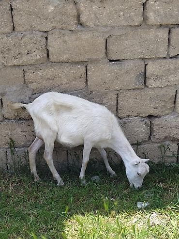 balaca pişik: Dişi, il: 1, Damazlıq — 2